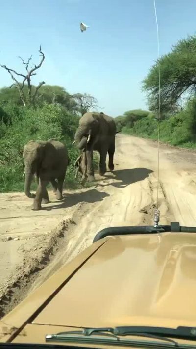 Mother Elephant Transports Her Deceased Offspring