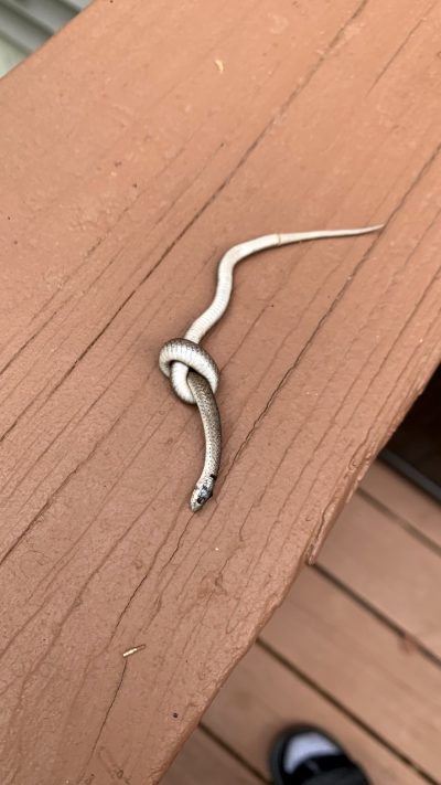 This Snake That Knotted Themselves Up And Died On My Deck