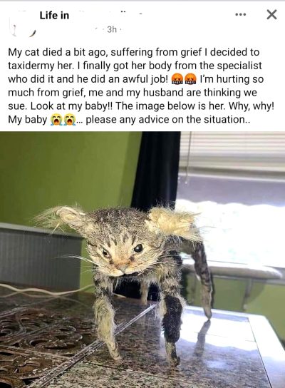 To Get A Decent Taxidermy