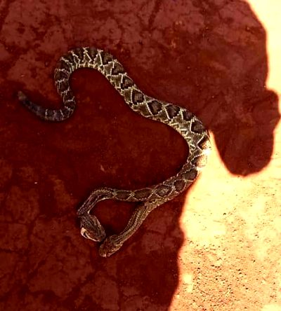 Two Headed Rattlesnake Found In My Wife’s Family Farm. More Info In Comments.
