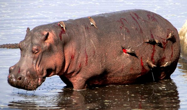 dont-fuck-around-with-hippos_001