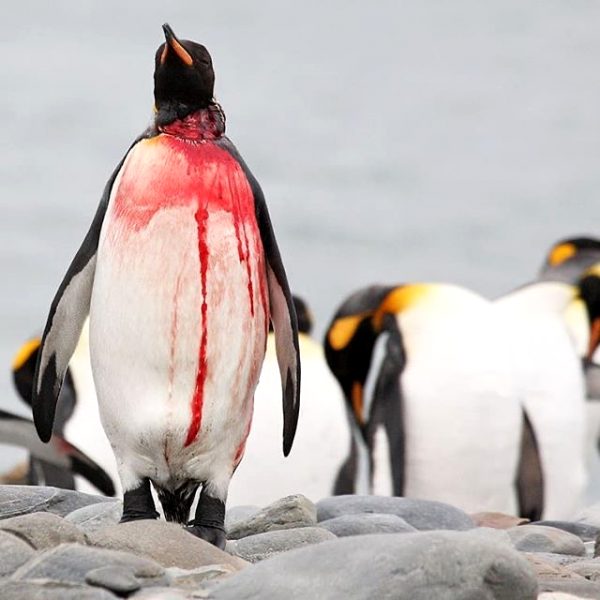 emperor-penguin-standing-tall-survives-leopard-seal-attack_001