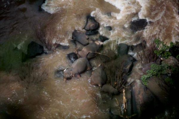in-2019-at-a-notoriously-dangerous-waterfall-in-thailand-6-elephants-died-while-trying-to-save-each-other-after-a-baby-elephant-slipped-over-the-edge_001