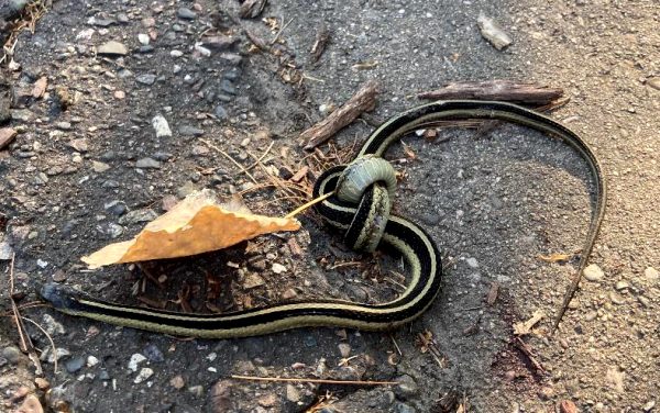 someone-tied-this-snake-in-a-knot-and-left-it-to-die_001