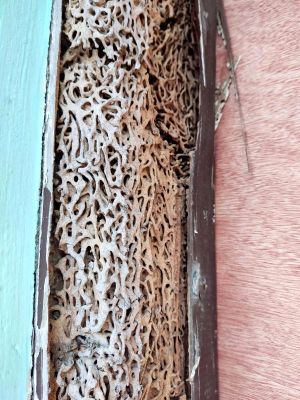 termites-abandoned-house_001